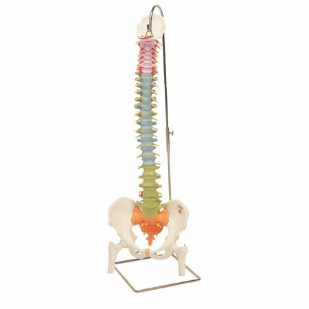 TOYS4.0 Anatomical Model - Flexible Spine Didactic with Femur Heads TO1069424